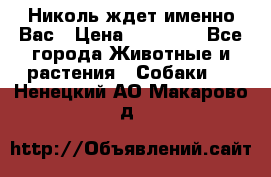 Николь ждет именно Вас › Цена ­ 25 000 - Все города Животные и растения » Собаки   . Ненецкий АО,Макарово д.